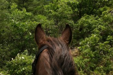 The View Through My Horse’s Ears