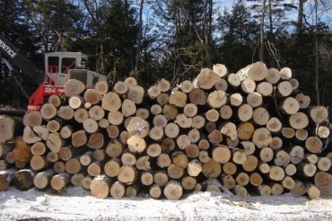 Tuthill Timber Harvest Update
