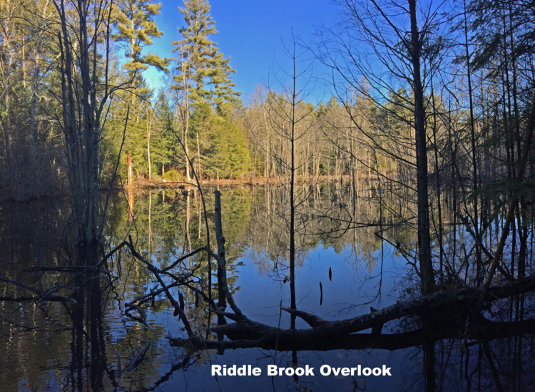 Riddle Brook Overlook