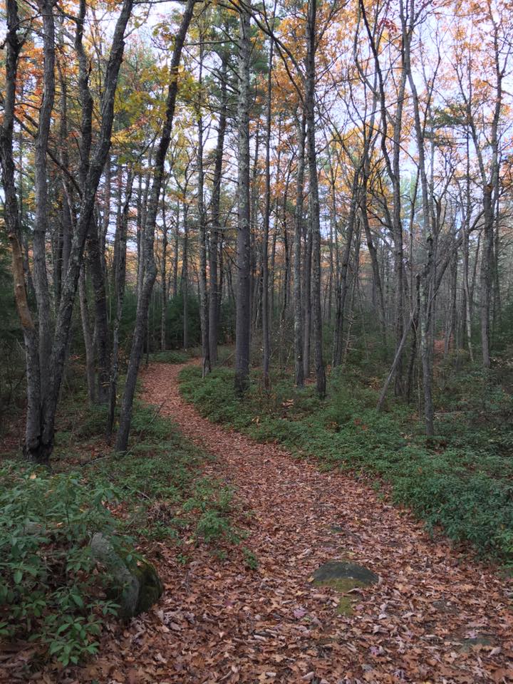 Trail at Tuthill Preserve