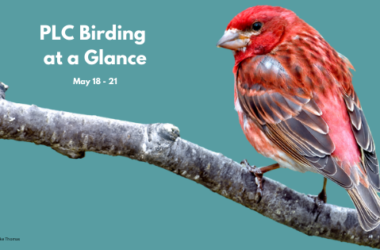 PLC Birding Summary – May 2022