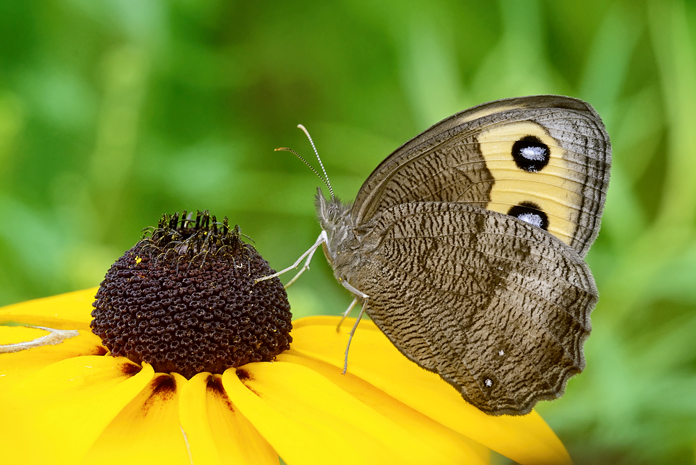 A Common Wood Nymph Butterfly on a yellow flower